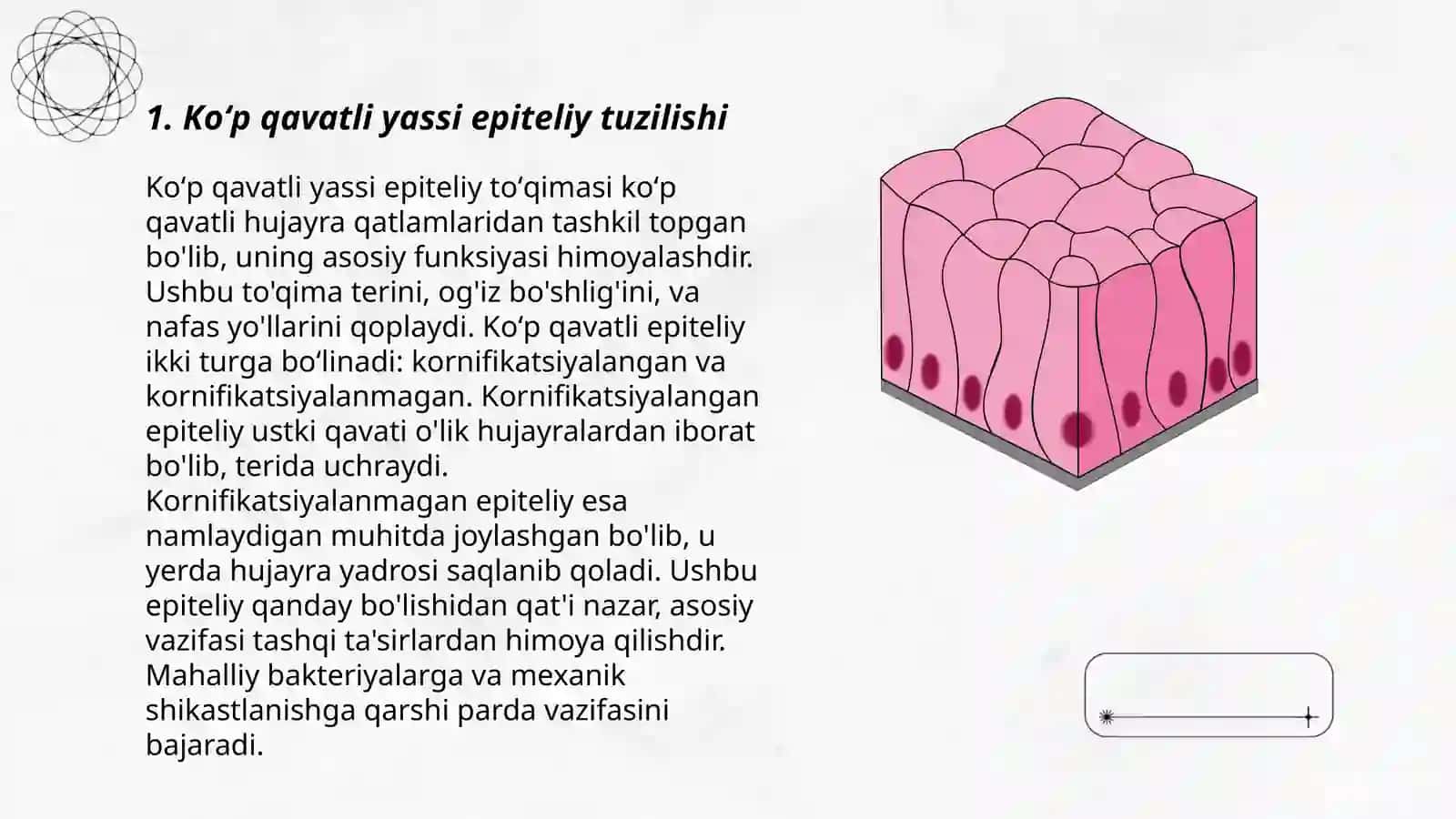 Koʻp qavatli yassi epiteliy tuzilishi 3