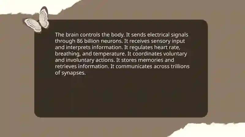 Human brain. Present Simple Tense 3