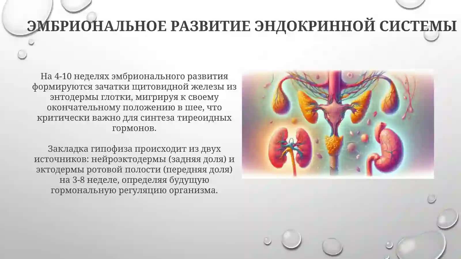 Анатомо-физиологические особенности эндокринной системы у детей 3