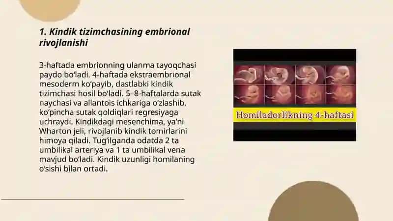 Kindik tizimchasi embrional rivojlanishi 3
