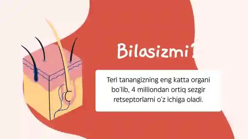Retseptsiya, retseptor xujayralar, tuzilishi va faoliyatlari 3