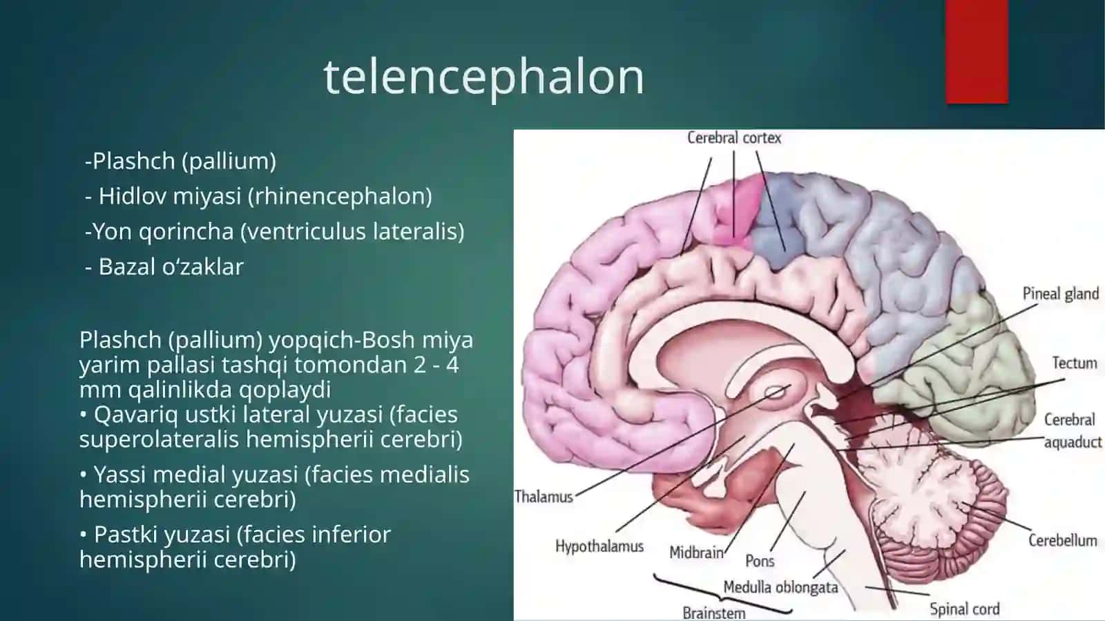 Oxirgi miya (telencephalon) 3