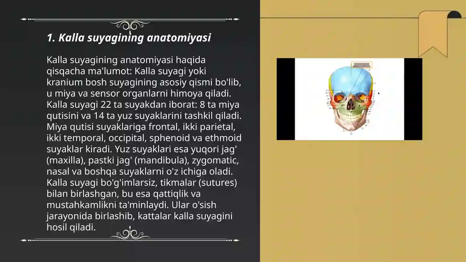 Kalla suyagi va yuz qismlari 3