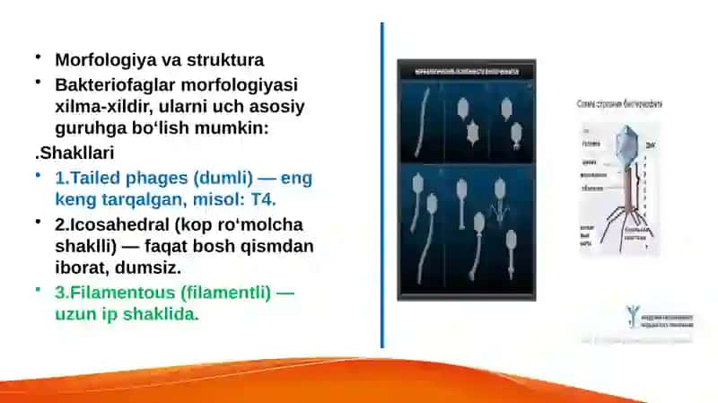 Bakteriofaglar morfologiyasi strukturasi repraduksiyasi,amalyotda(davolashda, idintifikatsiyada,profilaktikada)qo’llanilishi 3