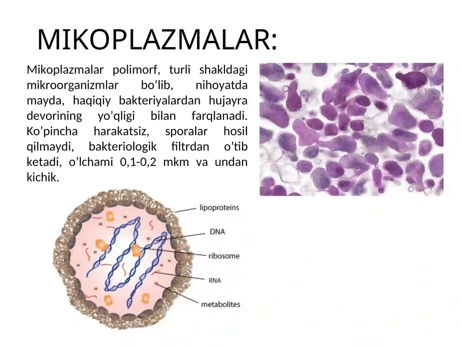 Sporoxetalarmikoplazmalarxlamidiyalarrikketsiyalaraktinomisetlalarzamburug‘larvamorfologikstruktura 3