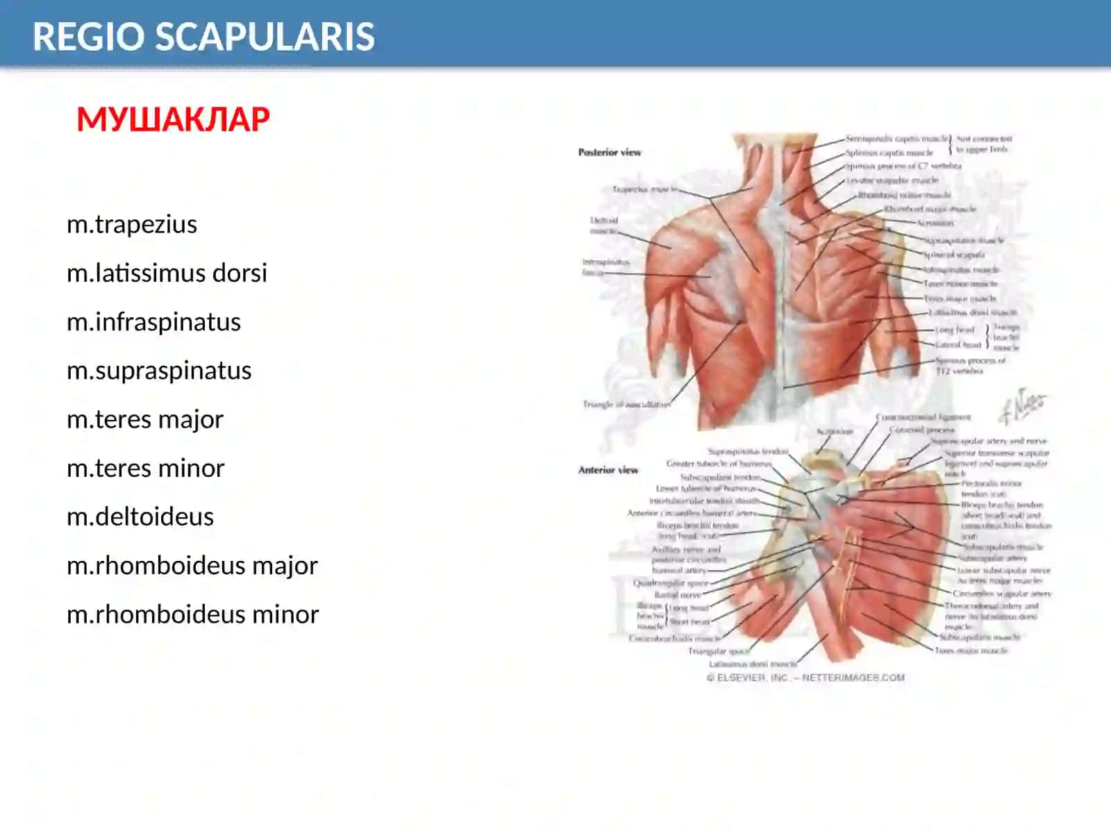 REGIO SCAPULARIS 3