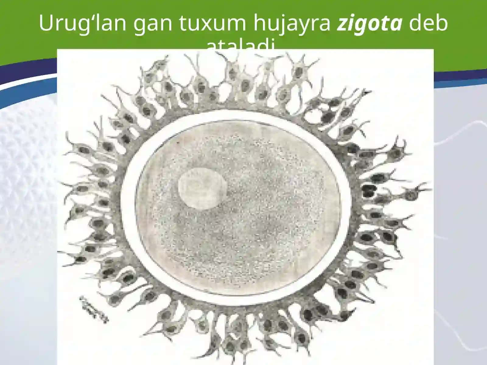 TUXUM HUJAYRA QOBIQLARI VA UNING XILLARI BLASTULA 3