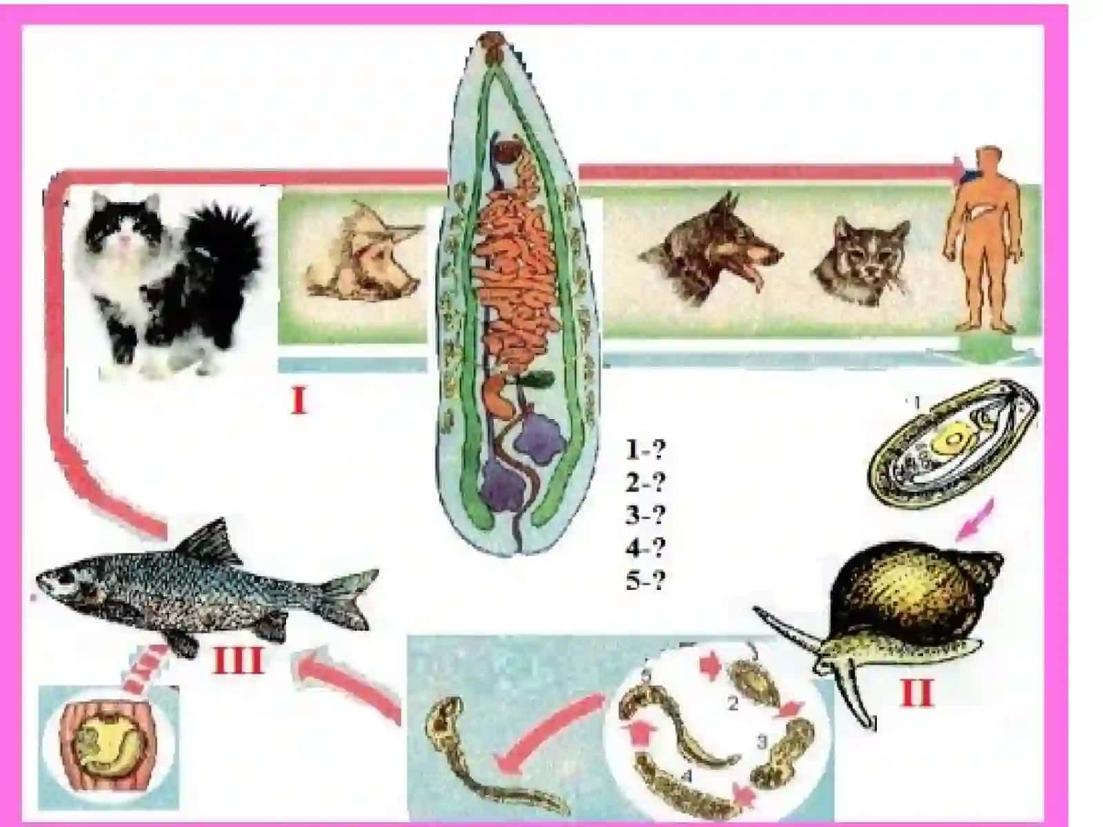 So‘rg‘ichlilar(Trematodes)sinfi 3