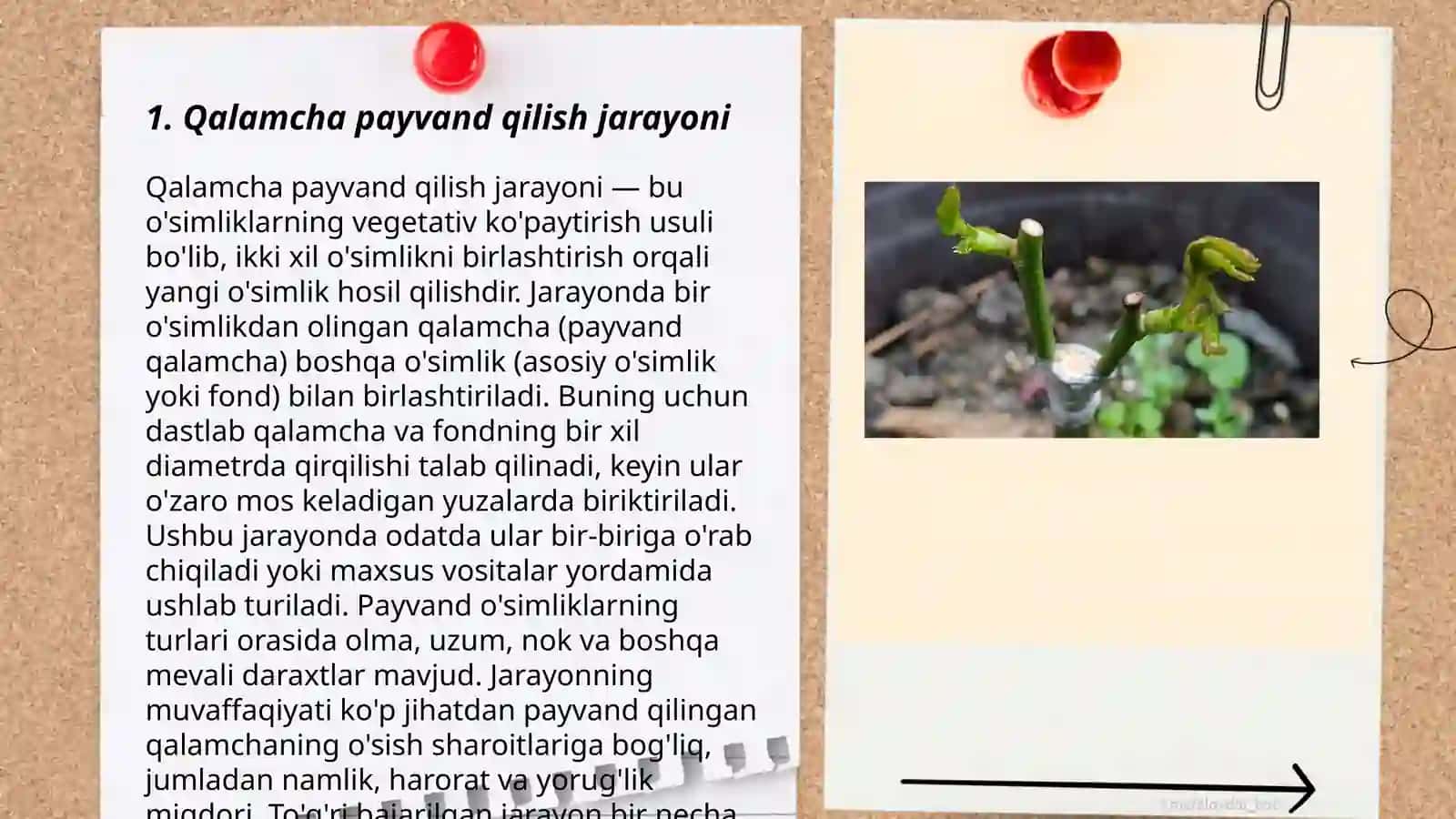 O'simliklarni qalamcha payvand qilish 3