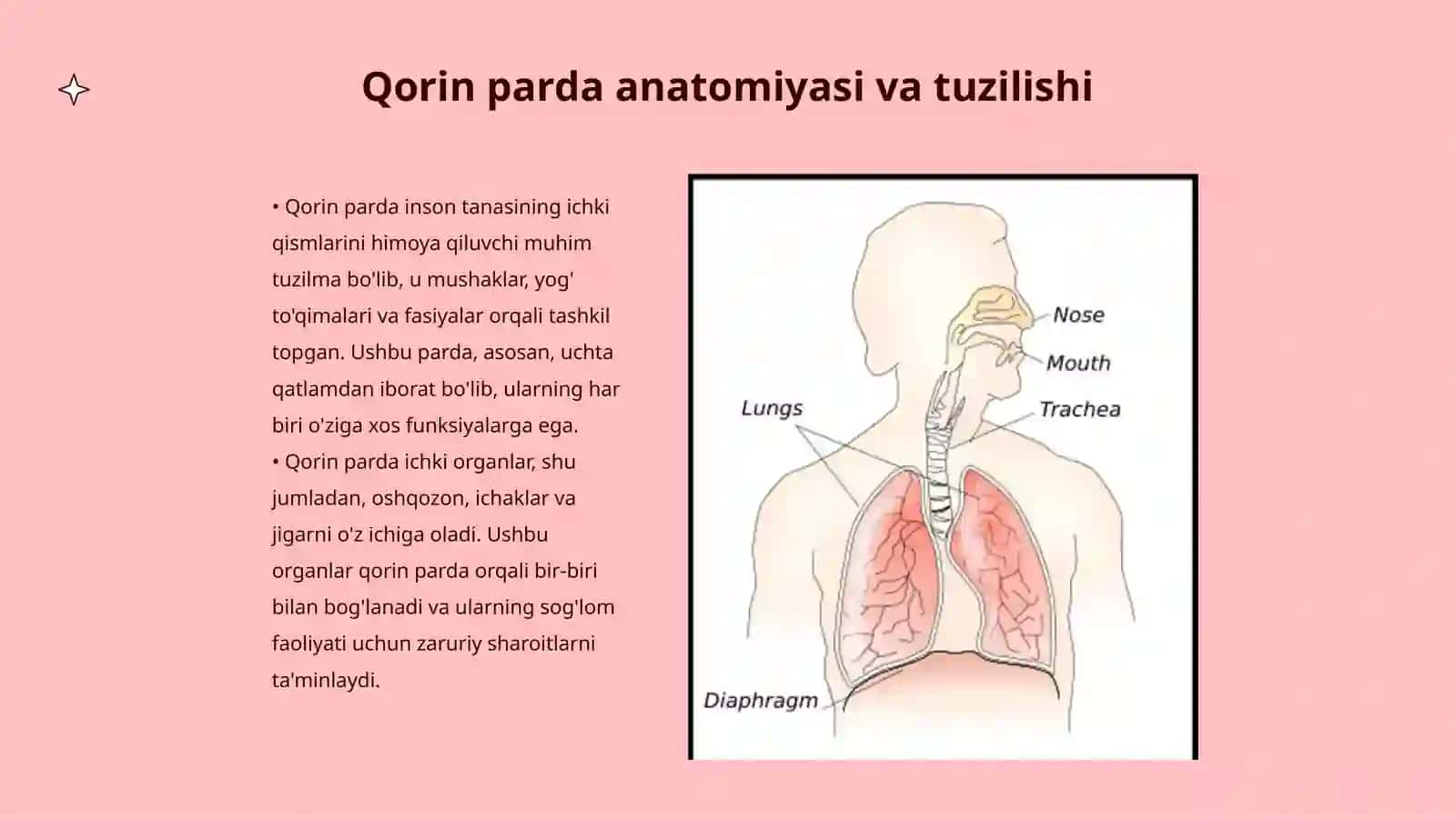 Qorin pardaning tuzulishi va uning munosabatlari 3