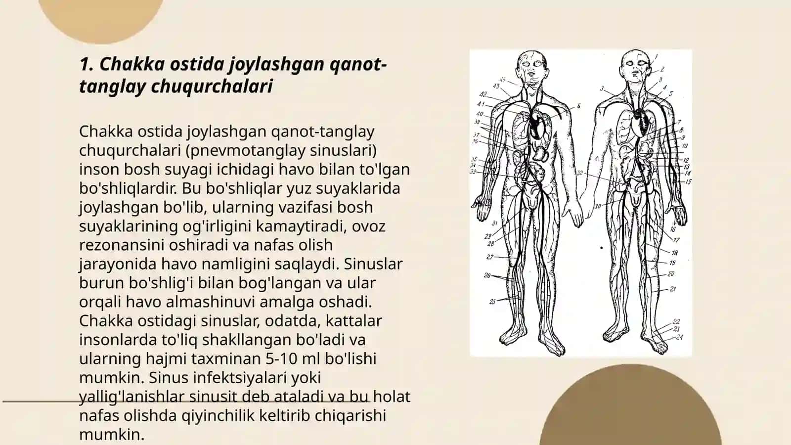 Chakka ostida joylashgan qanot-tanglay chuqurchalari 3