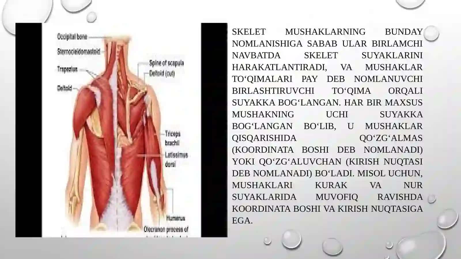 Muskulvamuskulningqisqarishbiokimyosi 3