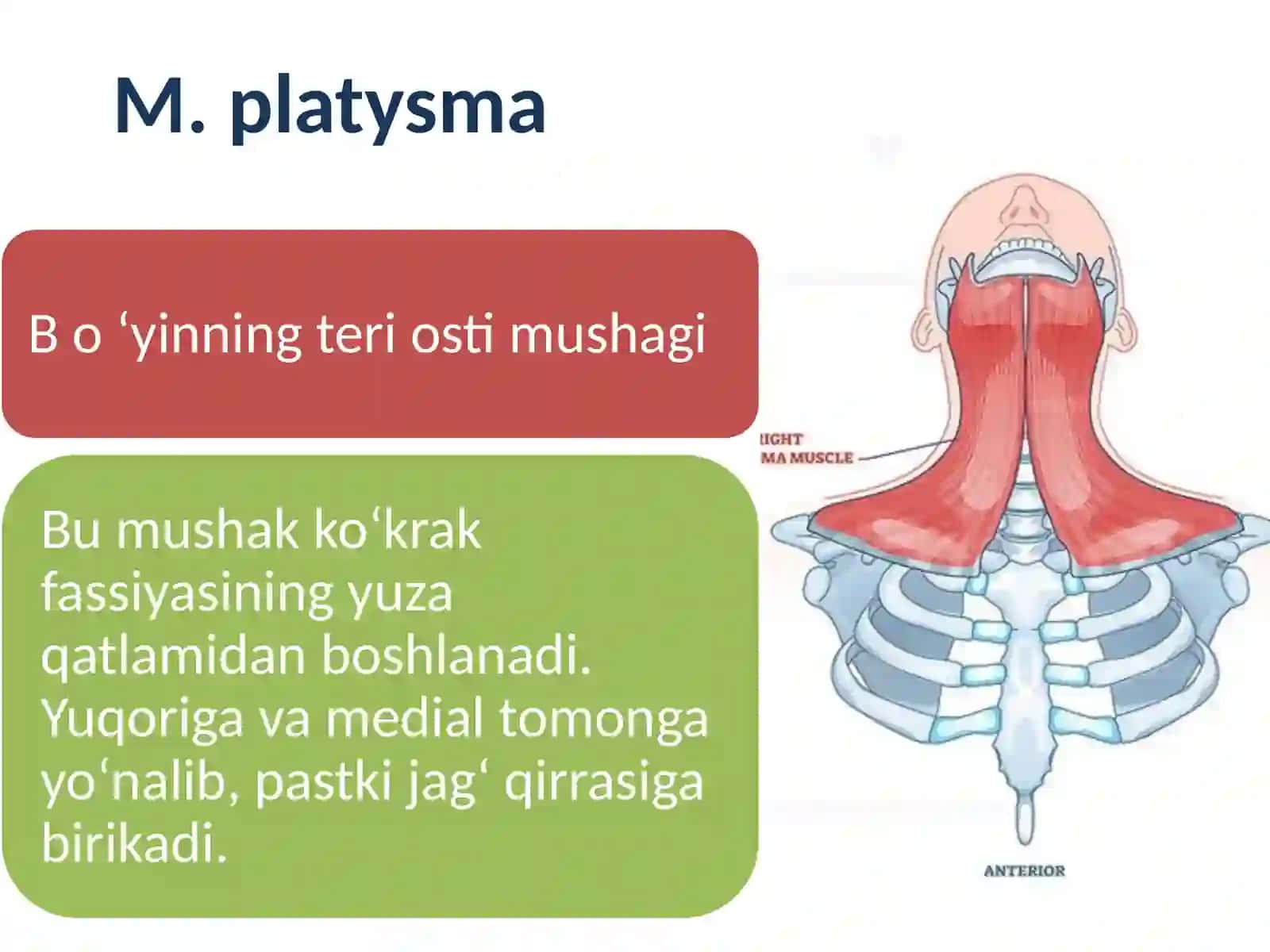 Bo’yin mushaklari 3