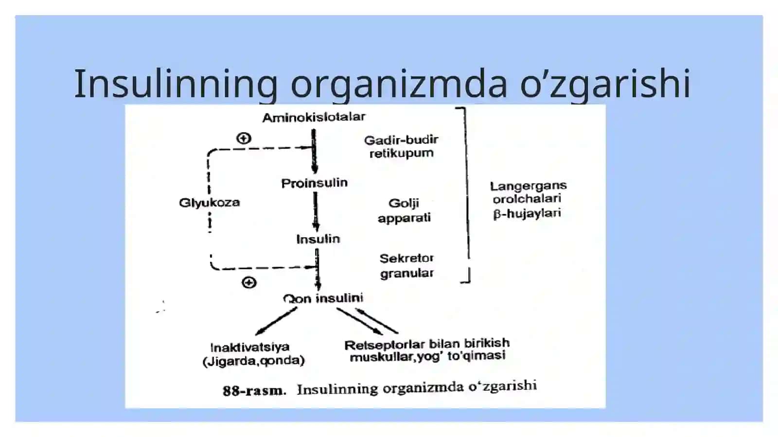 Uglevodlar almashinuviga gormonlarning ta’siri 3