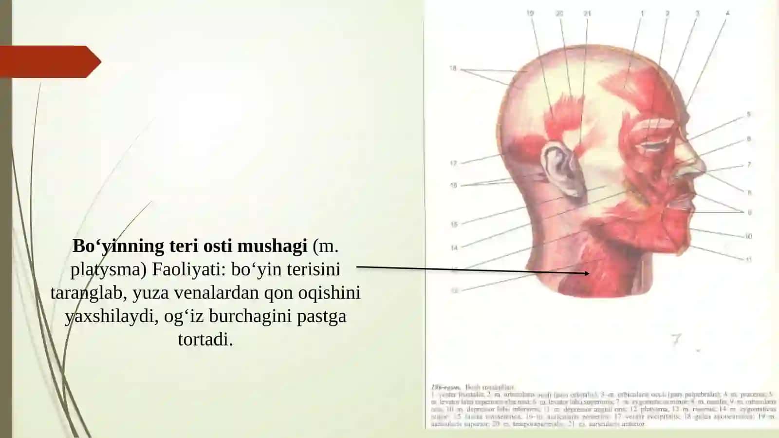 Bo‘yinmushaklari va fassiyalari 3