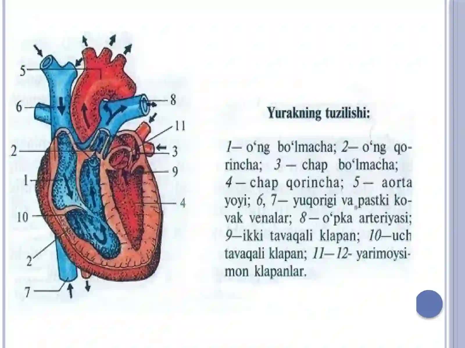 YURAK SISTEMASI,QON BILAN TAMINLANISHI,QON AYLANISH DOIRALARI,YOSHGA QARAB O’ZGARISHI,NERVLAR BILAN TAMINLANISHI 3