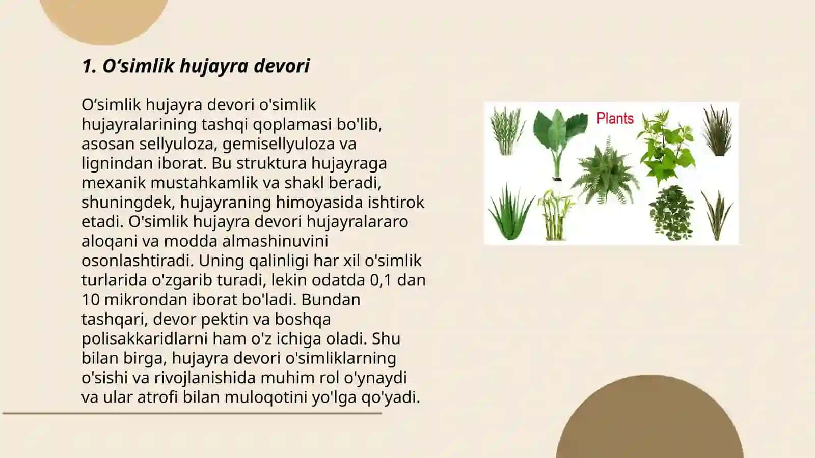 Oʻsimlik hujayra devori 3