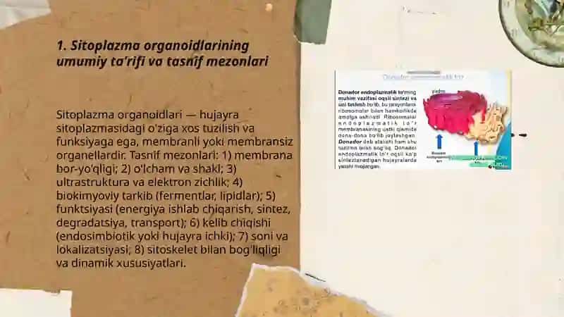 Sitoplazma organoidlarining klassifikatsiya endoplazmatik to'r va ribosomaning tuzilishi va vazifasi 3