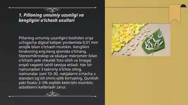 Tut ipak qurti pillasi geometrik oʻlchamlarini tadqiq 3