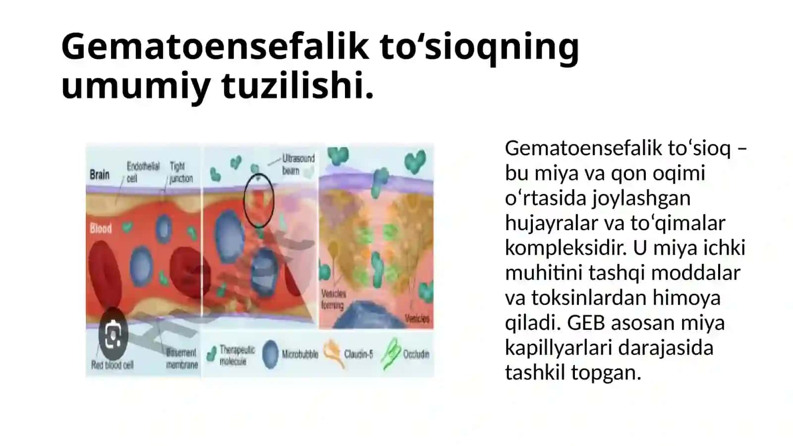 Gematoensefalikto‘sioqgistofiziologiyasi 3