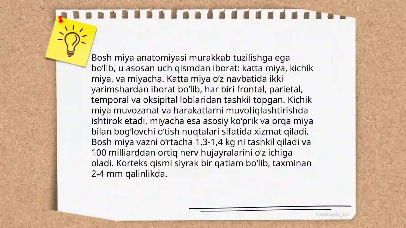 Bosh miya nervlari 3