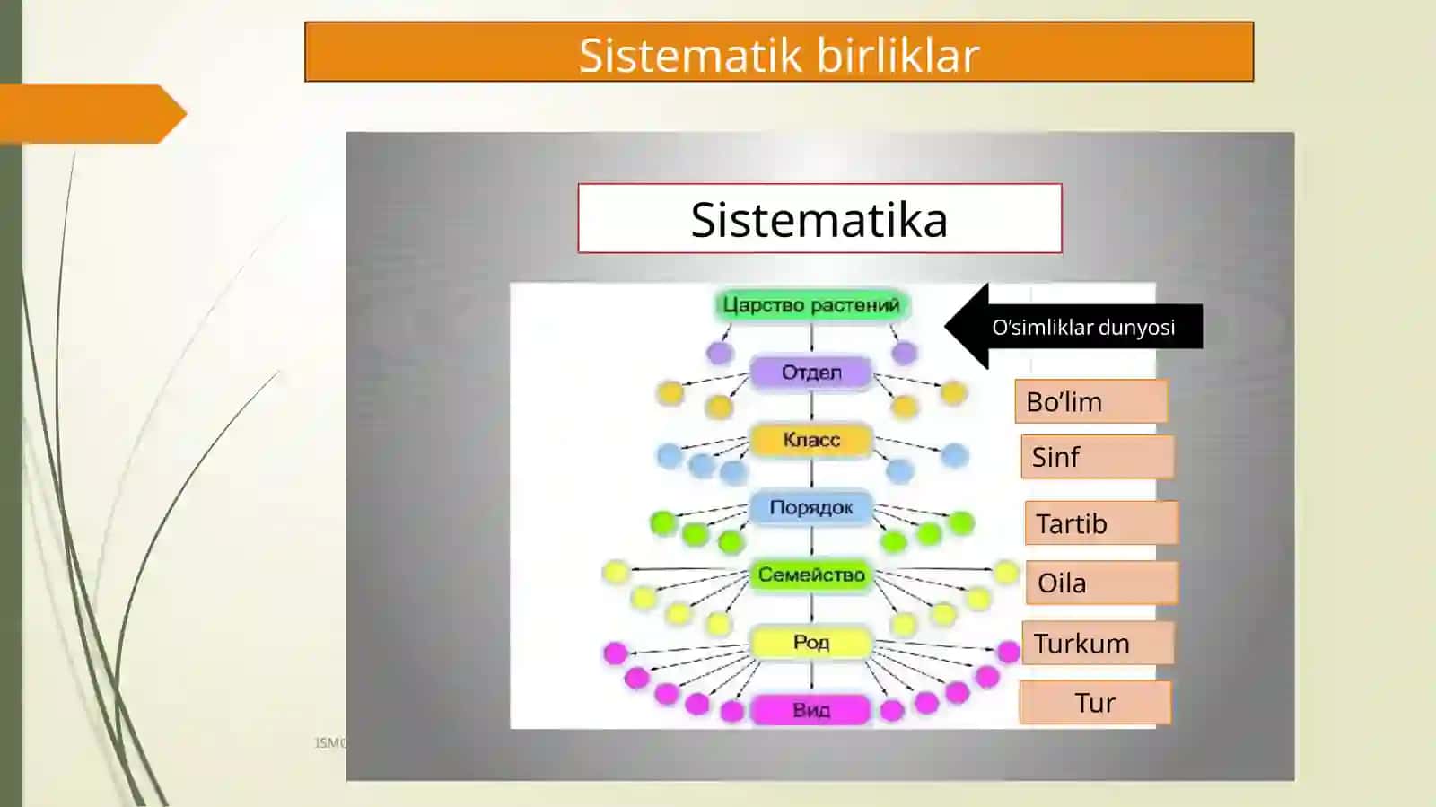 Tirik organizmlar klassifikatsiyasi 3