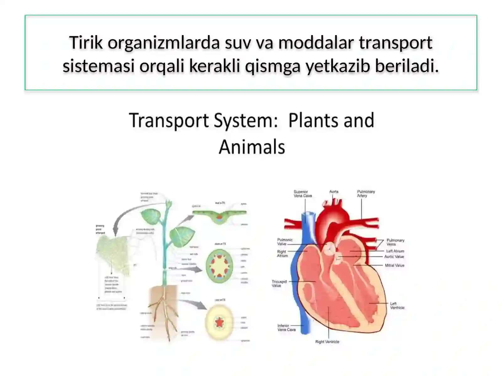 TIRIK ORGANIZMLARDA OZIQ MODDALAR TRANSPORTI 3