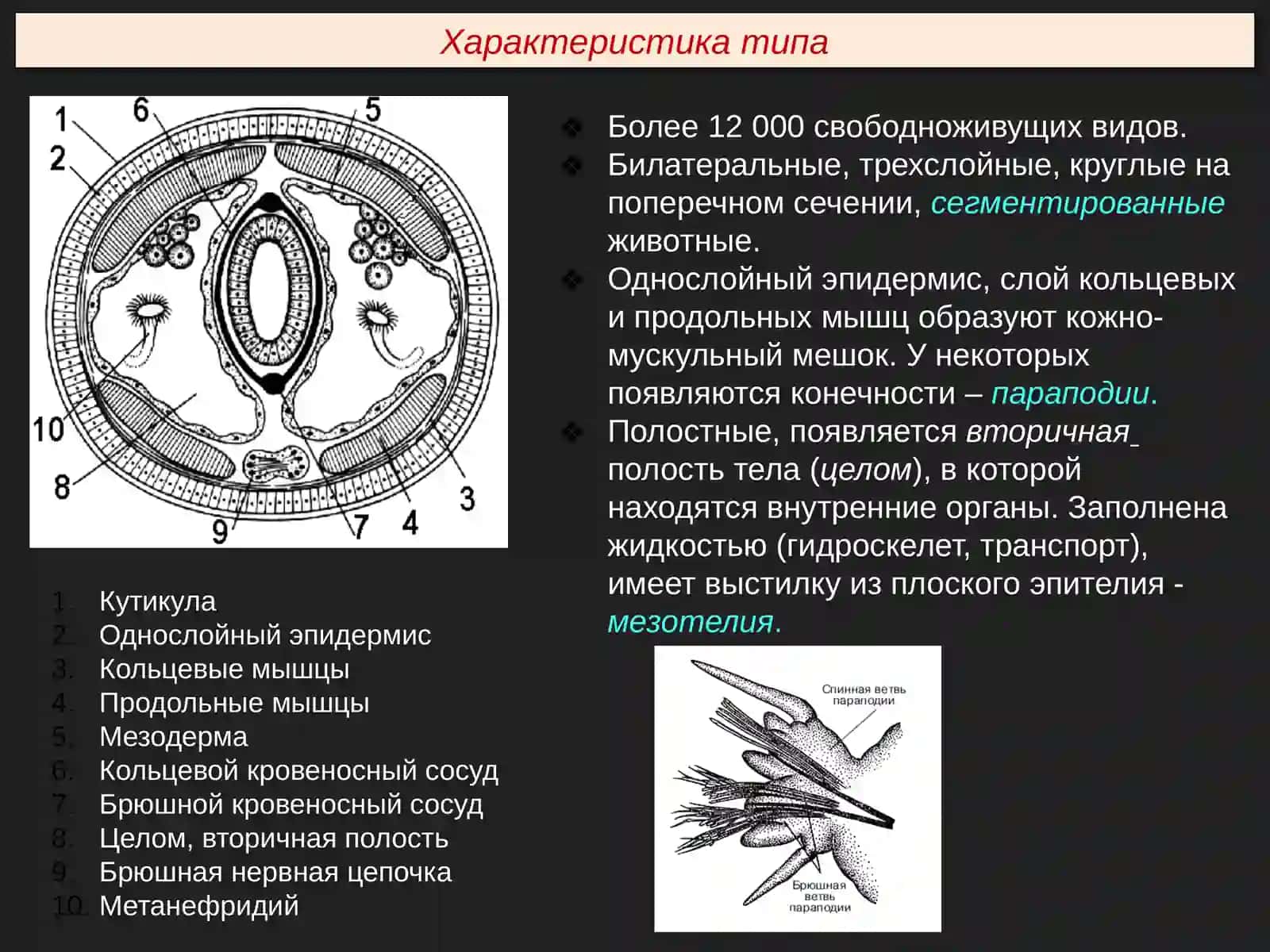 Тип Кольчатые черви (Annelida) 3