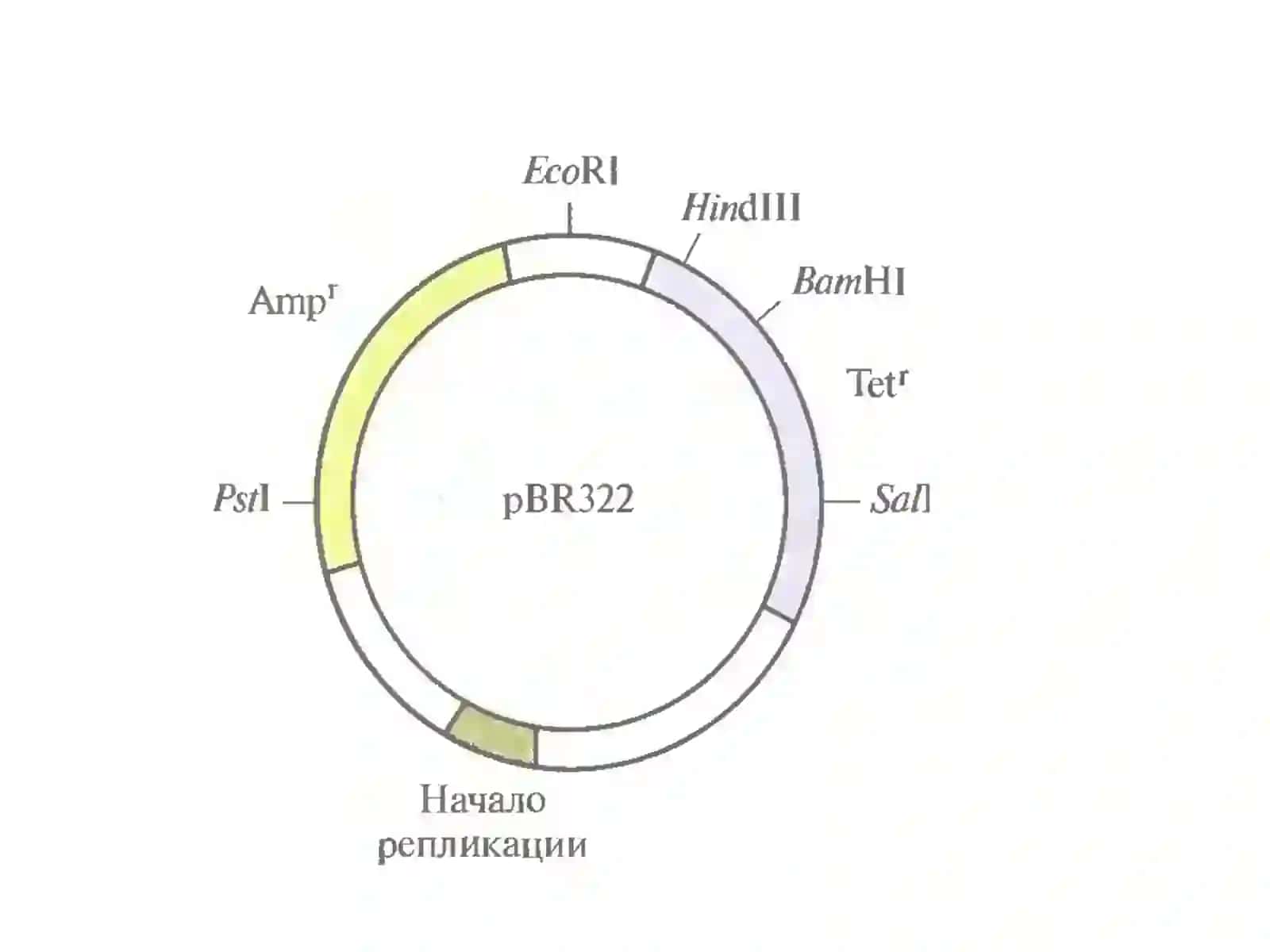 Рекомбинант ДНК Технологиялари 3