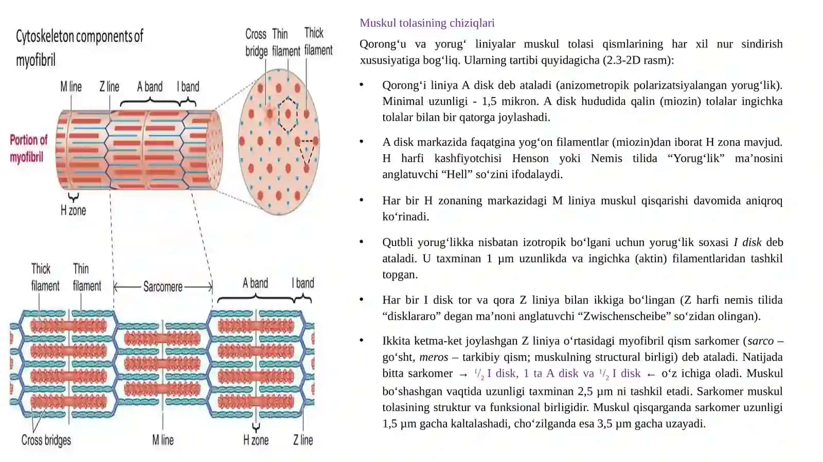 MUSKUL FIZIOLOGIYASI 3