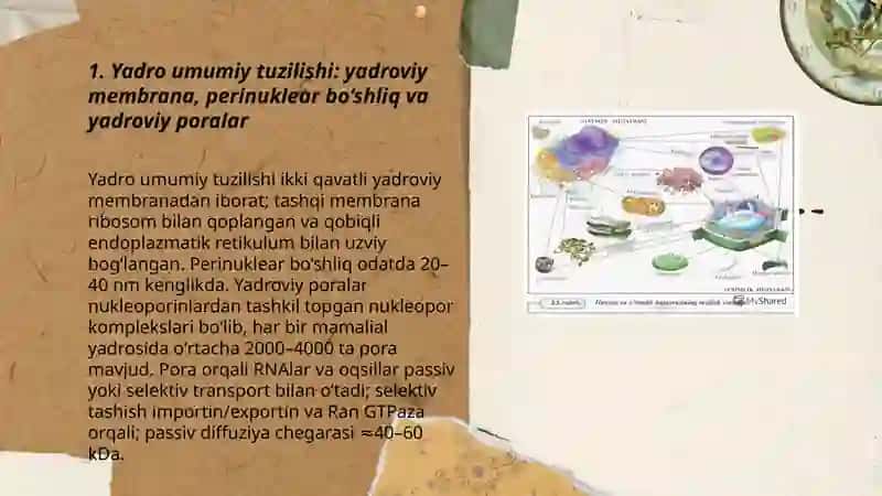 Hujayra yadrosi. Tuzilishi, funksiyalari, yadro bilan bog’liq patologik o’zgarishlar 3