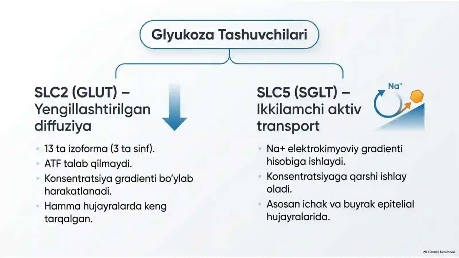 Glyukoza tashuvchilari: tuzilishi, spetsifikligi va klinik ahamiyati — 15 slayd 3