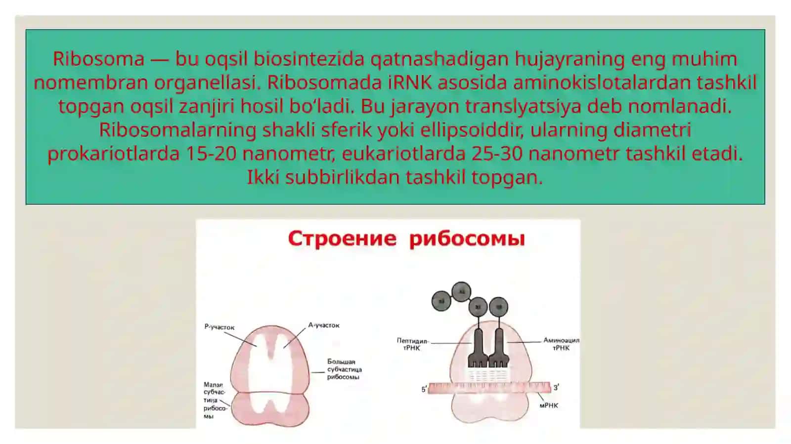 Ribosomalar, ularning tuzilishi, funksional holatining ahamiyati 3