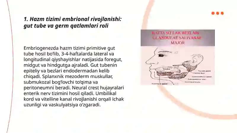 Hazm tizimi embrional rivojlanishi: gut tube va germ qatlamlari roli 3