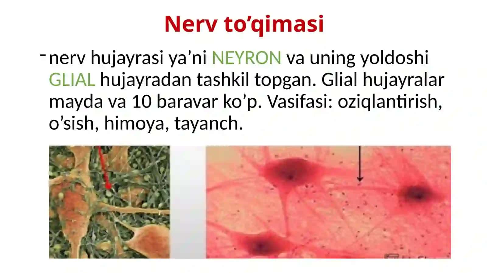 Nerv tizimini va Sezgi organlari 3