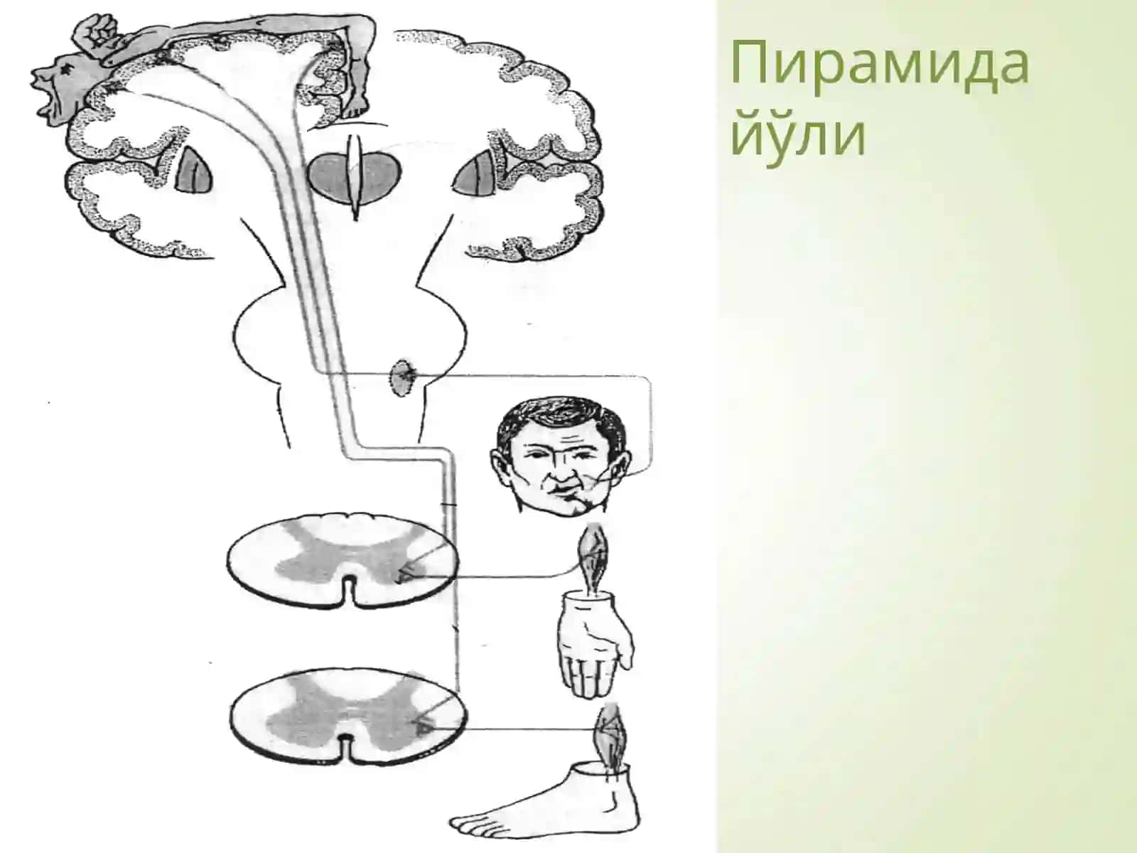 Ixtiyoriy harakat yo'li 3