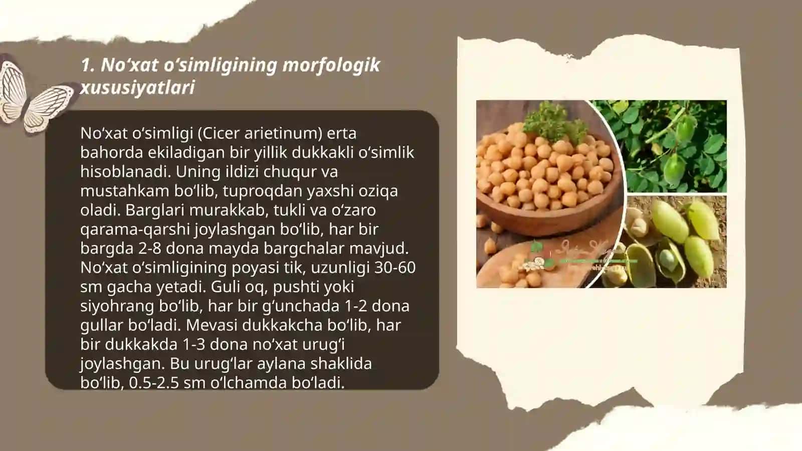 Noʻxat oʻsimligining morfologik-sifat va xoʻjalikda ahamiyati belgilarining irsiylanishi qonunlari 3
