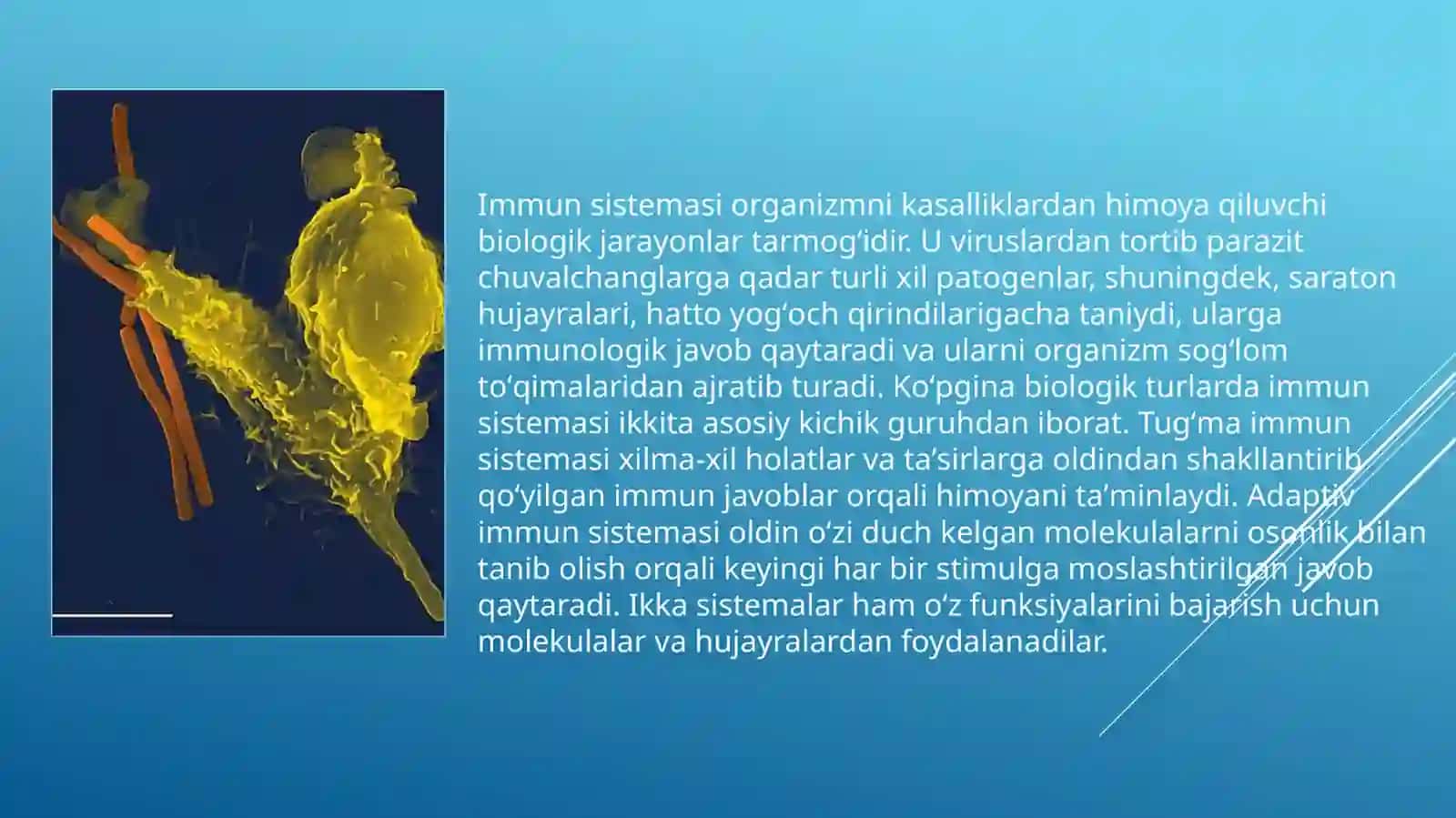 Immun tizimini yoshga qarab o'zgarishi xususiyatlari 3