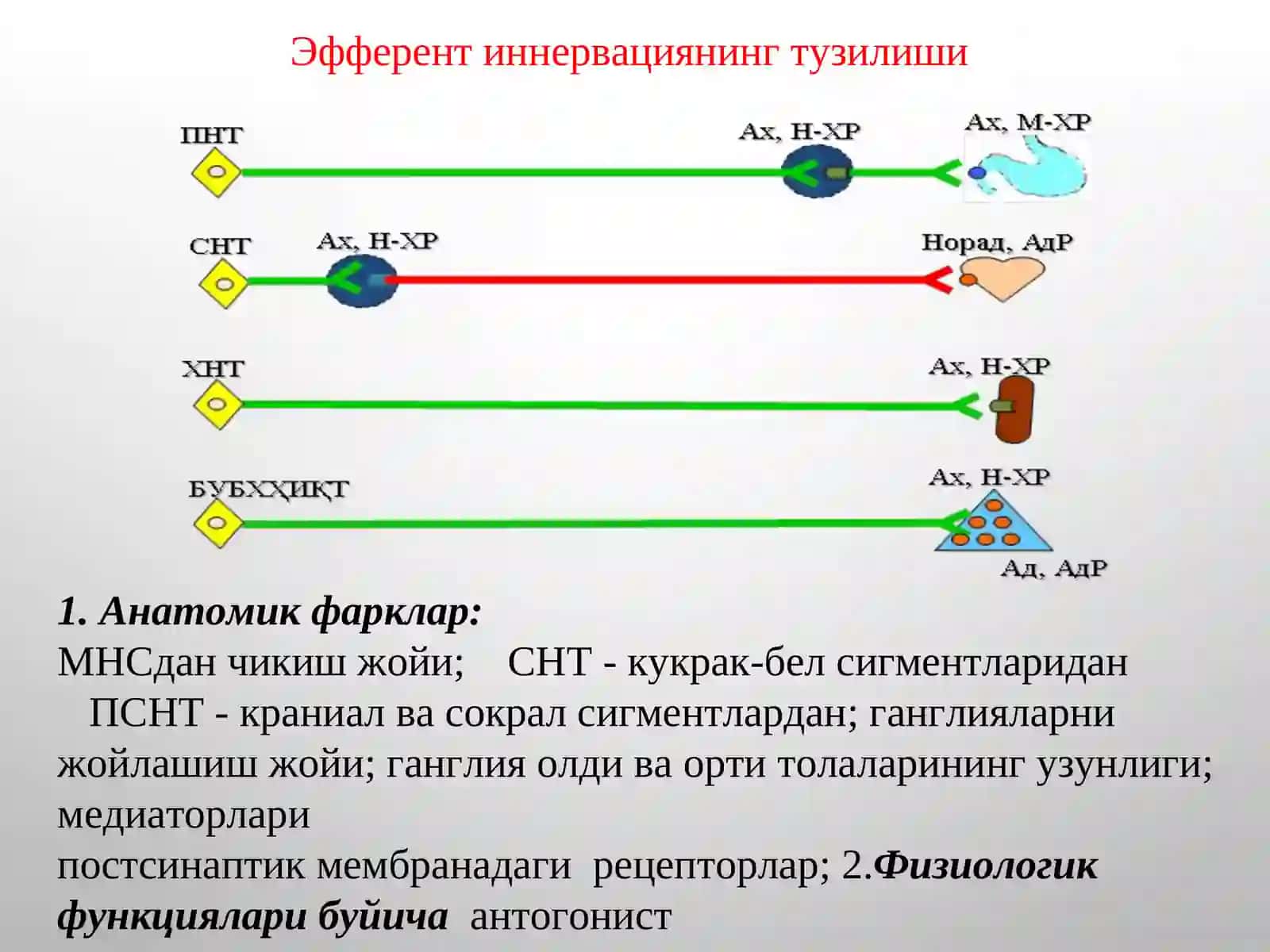 М-Н ХОЛИНОРЕЦЕПТОРЛАРГА ТАЪСИР ЭТУВЧИ ВОСИТАЛАР 3