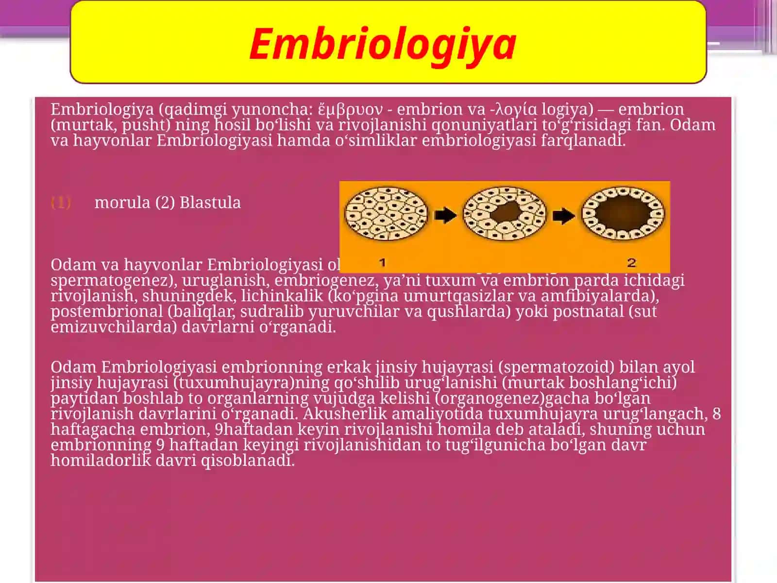 Odam Embriologiyasi 3