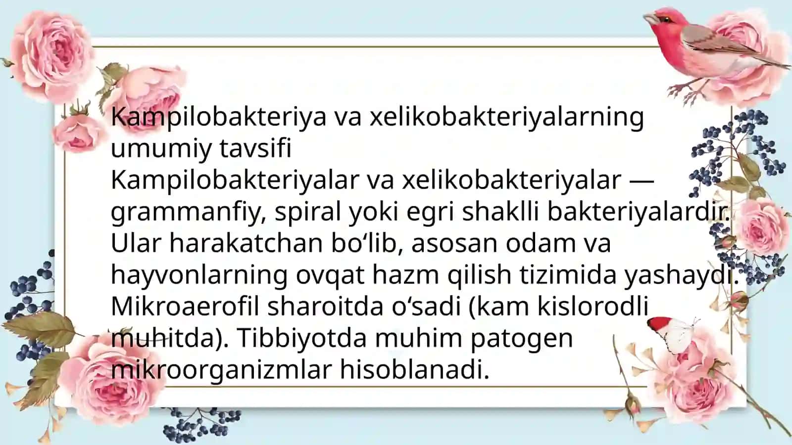 Kampilobakteriyalar va xelikobakteriyalarningumumiy tavsifi 3