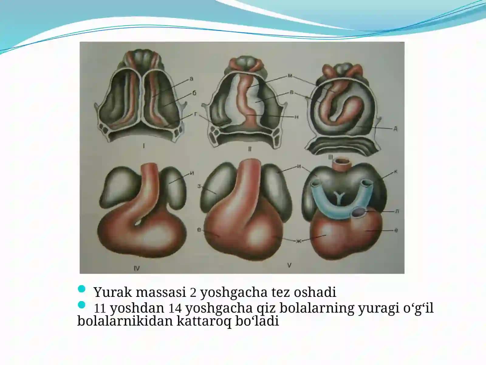 Bolalarda yurak qon tomir tizimining anatomo fiziologik xususiyatlari 3