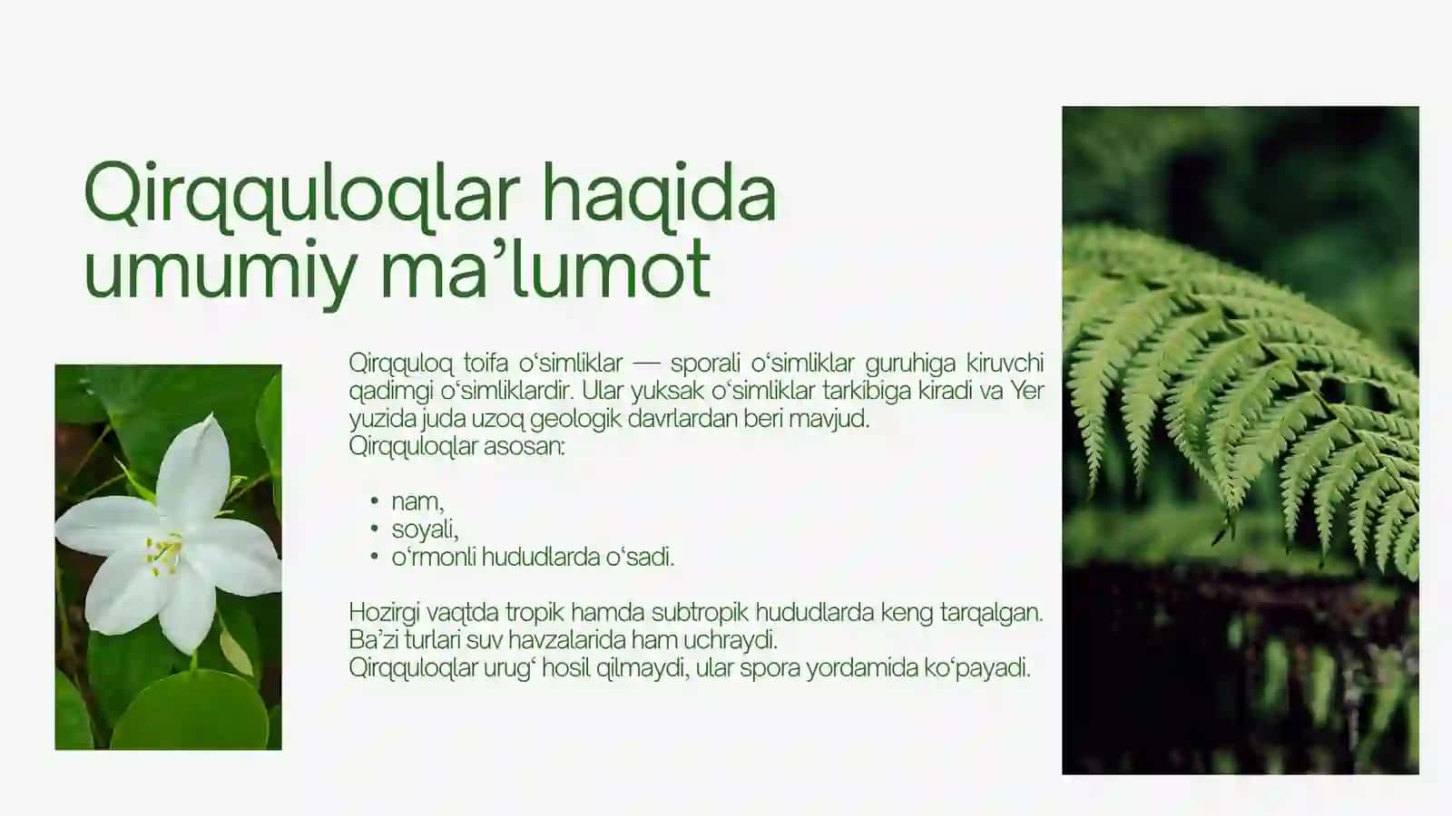 QIRQQULOQ TOIFA O’SIMLIKLAR 3