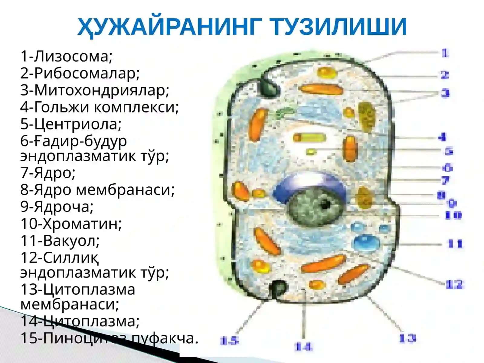 Онтогенезда тўқималарнинг шаклланиши 3