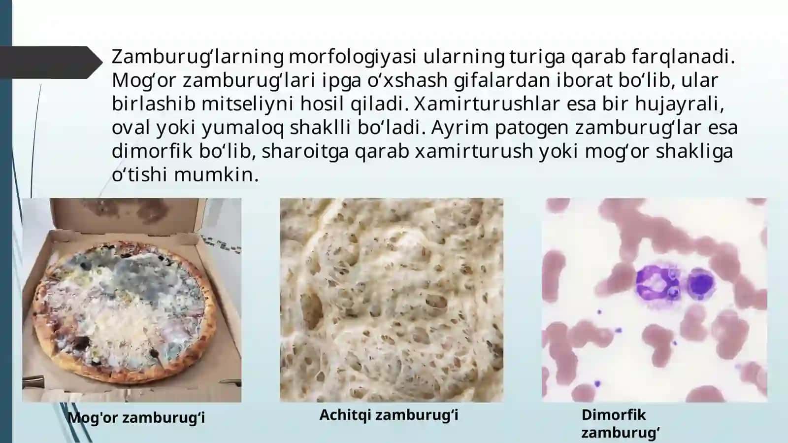 Zamburug’lar 3