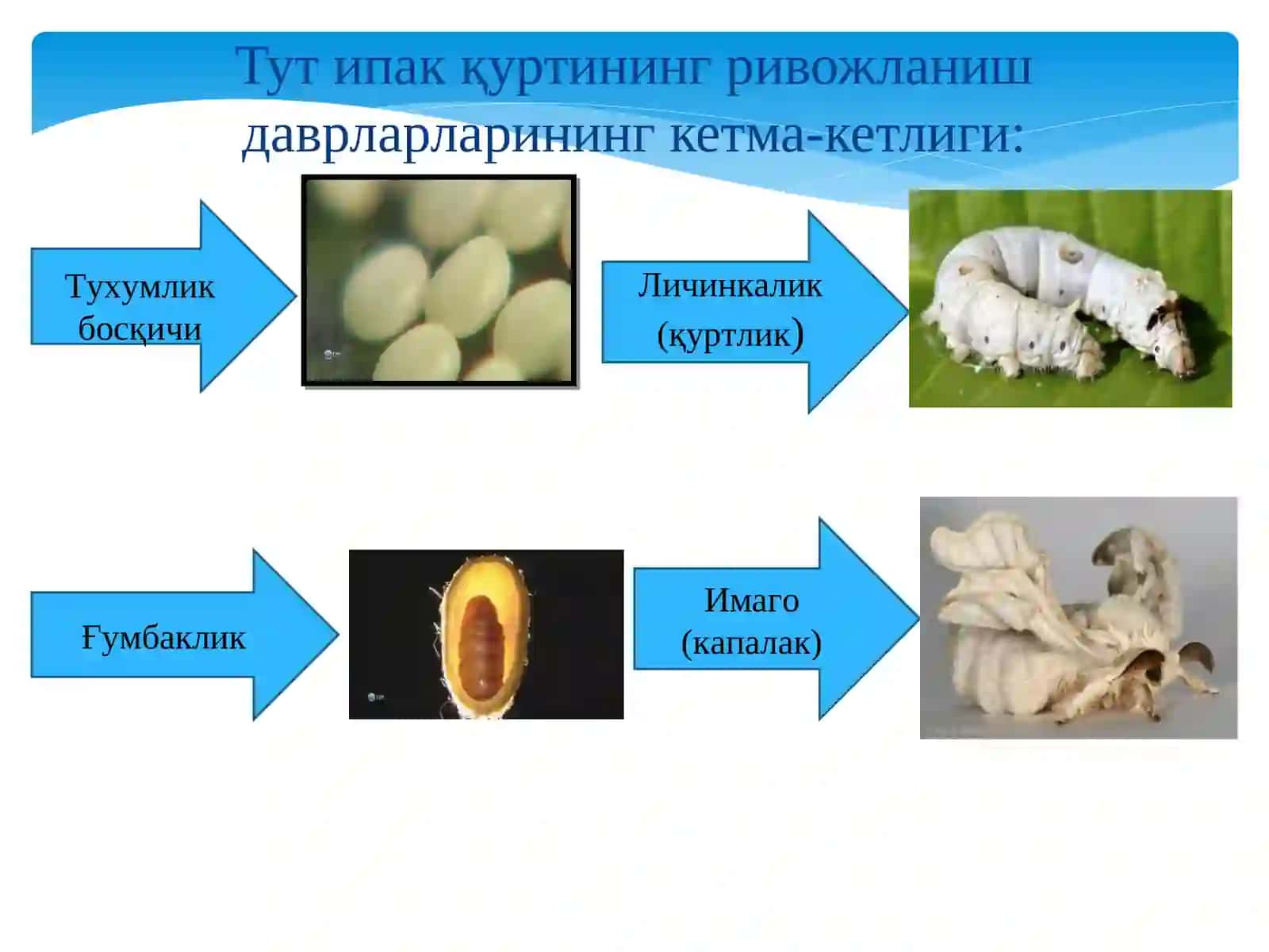 Тут ипак қурти биологияси 3
