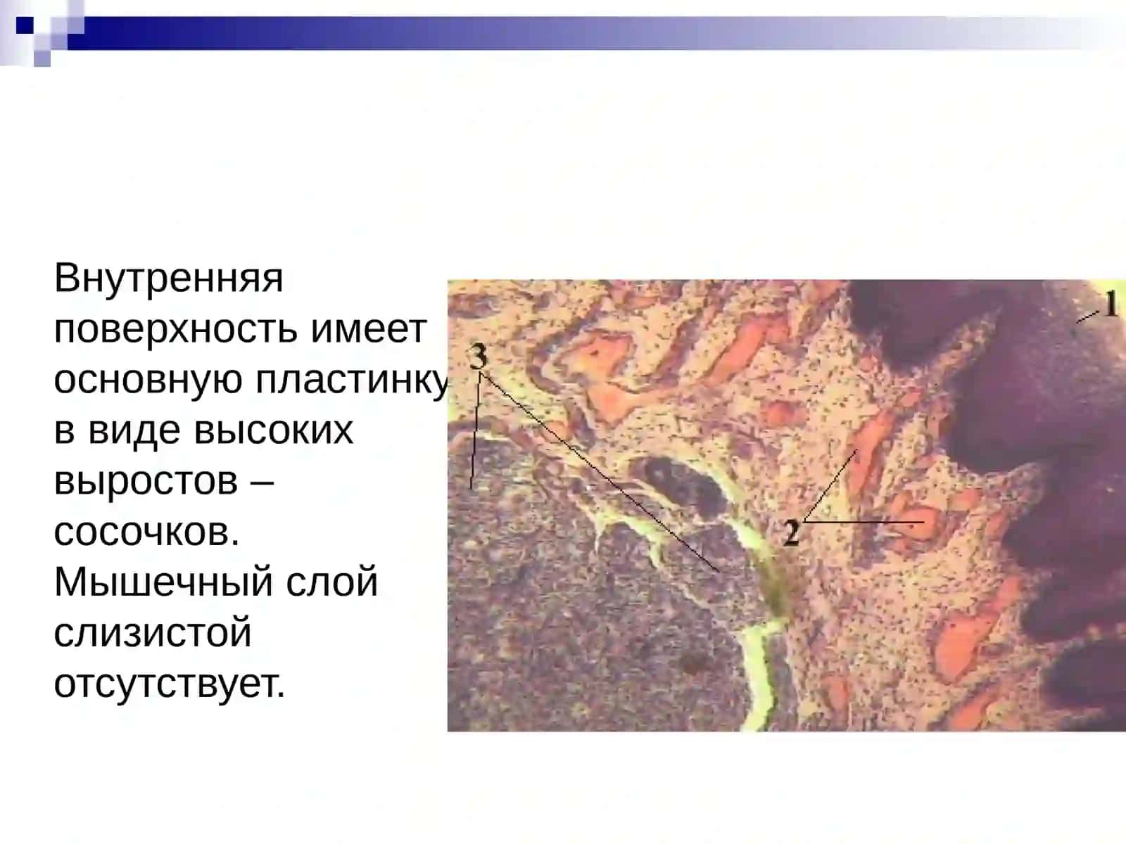 Гистология органов пищеварения 3