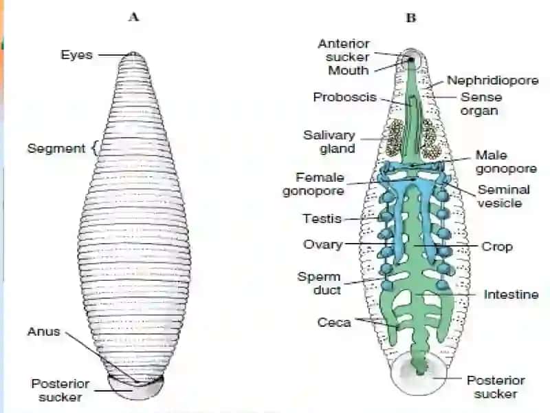 Zuluklar hamda ikki pallali molluskalar sinfi, tuzilishi, rivojlanishi, sistematikasi 3