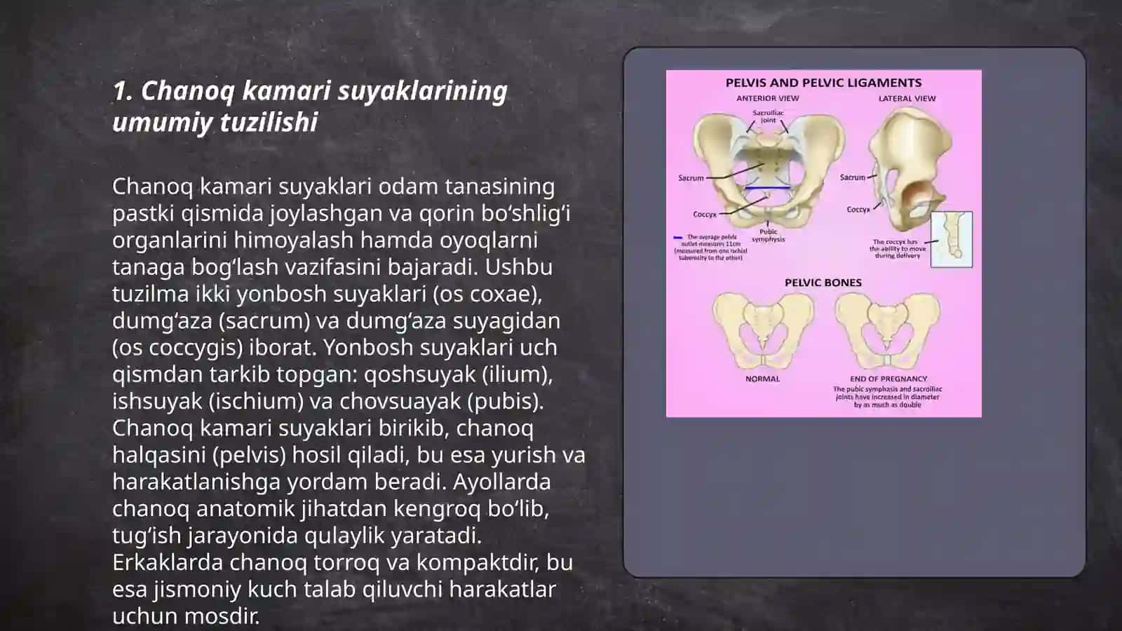 Chanoq kamari va oyoq erkin suyaklari qismi suyaklari: tuzilishi va ularning yoshga doir xususiyatlari 3