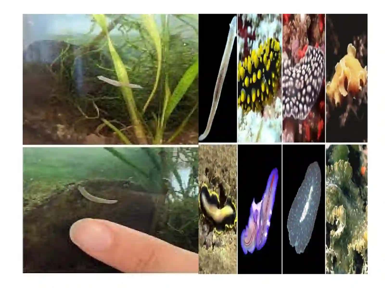 OQ PLANARIYANING TUZULISHI 3